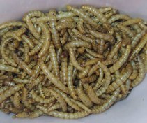 تصویر میلورم خشک پروبیوتیک (( خرید مستقیم از تولید کننده)) mealworm probiotics