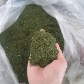 تصویر شوید خشک سبز 1000گرم سبزی خشک و پودر جوانه متفرقه
