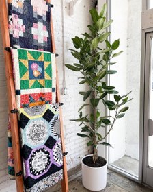 تصویر استفاده از فیکوس هندی برای طراحی فضای داخلی 