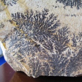 تصویر سنگ راف شجر فسیلی کد 2026 