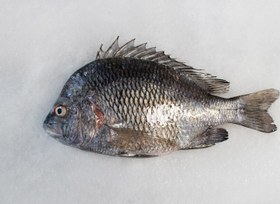 تصویر ماهی گر سیاه 