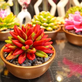 تصویر کاکتوس قرمز 