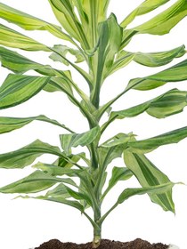 تصویر دراسنا لیمون لایم 