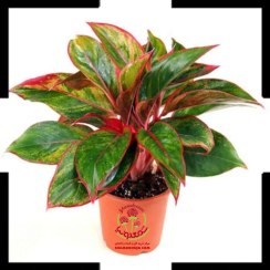 تصویر خرید آگلونما هلندی سایز چهارده | زیبا و چشم نواز 