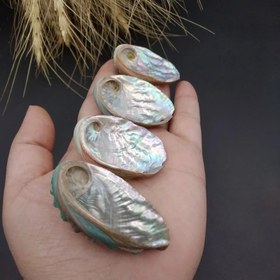 تصویر صدف اوبالون کد ۸۸۱۴ 