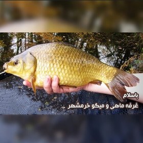 تصویر ماهی کپور سایز بزرگ تازه و صید روز (پک دو کیلویی)بسیار خوشمزه و لذیذ مناسب برای سرخ و کباب کردن 