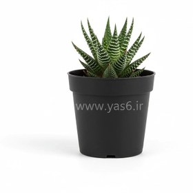 تصویر کاکتوس هاوارتیا 