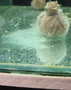 تصویر کیسه تغذیه طبیعی میگو Biofilm+ 