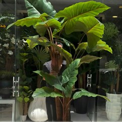 تصویر درخت باباآدم سه تنه با دو برگ پاجوش | ارتفاع 2 متر 