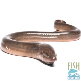 تصویر ماهی مار 