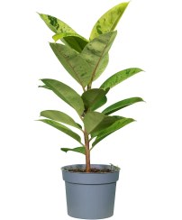 تصویر فیکوس ببری 