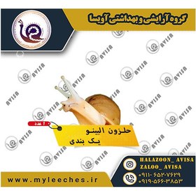 تصویر حلزون پرورشی یک بند البینو 