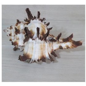 تصویر صدف کد 2335 