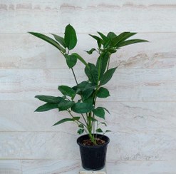 تصویر شفلرا آمیت گیاه آپارتمانی مقاوم و زیبا 