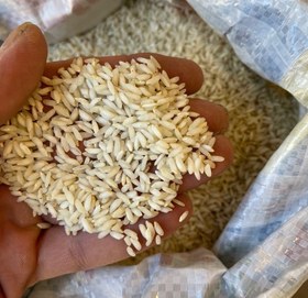 تصویر برنج چمپا سبز 