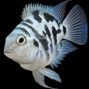 تصویر ماهی پرت پلار 