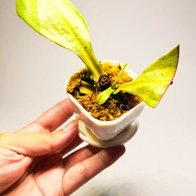 تصویر گیاه طبیعی نپنتس حشره خوار نژاد ماکسیما (قلمه بدون ریشه) 
