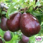 تصویر نهال گلابی آنجو 