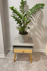 تصویر گیاه زامیفولیا سبز Green Zamifoliya indoor plant