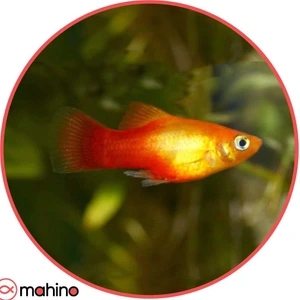 تصویر فروشگاه ماهینو