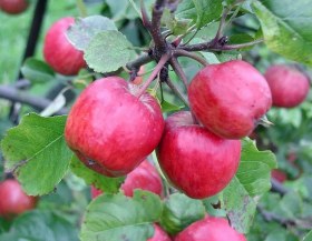 تصویر نهال سیب گلدن دلیشز 