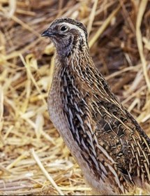 تصویر بلدرچین نیمچه نر 