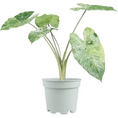 تصویر آلوکازیا ماکروریزا 