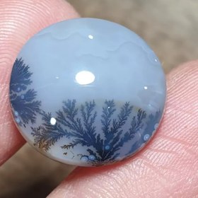 تصویر شجر قائن 