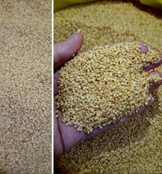 تصویر کنجد ارده گیری درجه 1 - پاکستانی 