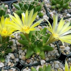 تصویر بذر کاکتوس مامیلاریا لانگی ماما بسته ۱۰ عددی 