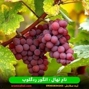 تصویر نهال انگور ردگلوب (کشت بافت) Red Globe Grape Seedling