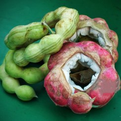 تصویر تمر تایلندی(گواموچیل) 