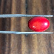 تصویر مرجان سرخ رنگ شده بهسازی شده 241318 