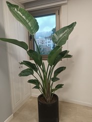 تصویر نخل نیکولای 