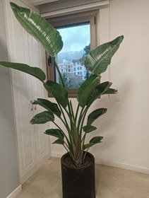 تصویر نخل نیکولای 