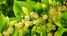 تصویر عسل درخت نمدار - یک کیلو Salad Burnet Honey