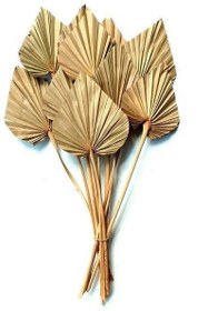 تصویر برگ خشک پالم بادبزنی 