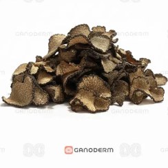 تصویر قارچ ترافل خشک 