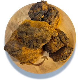 تصویر قارچ چاگا 