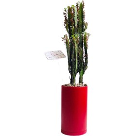 تصویر افوربیا تریگونا قرمز کد S72 