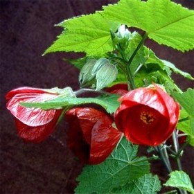 تصویر گل ختمی زنگوله ای (آبوتیلوم هیبریدیوم) 