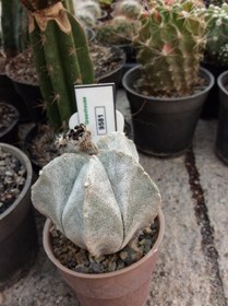 تصویر بذر کاکتوس آستروفیتوم 5 پر کوا هی لنس ELG.9581 - بسته 10 عددی Astrophytum 5 RIP coahuilense ELG.9581