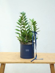 تصویر گلدان فلزی زاموفیلیا 