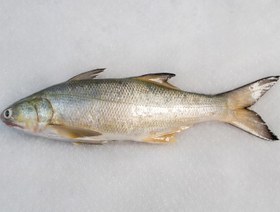 تصویر ماهی راشگو 