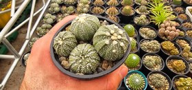 تصویر کاکتوس آستروفیتوم Astrophytum