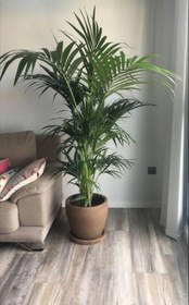 تصویر نخل اریکا Areca Palm