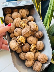 تصویر گردو با پوست 