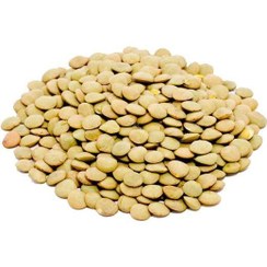 تصویر عدس حبوبات 