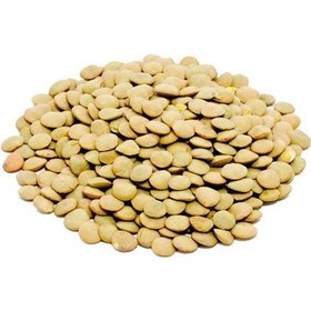 تصویر عدس حبوبات 