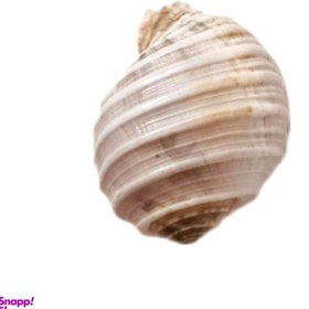 تصویر صدف طبیعی کد 6611 